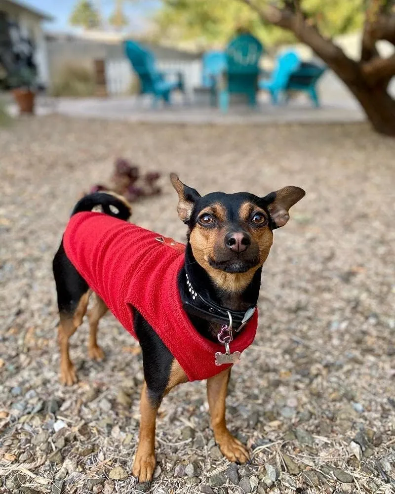 Fleece Vest Dog Sweater - Red, Medium - Warm Pullover Fleece Dog Jacket with O-Ring Leash - Winter Small Dog Sweater Coat - Cold Weather Dog Clothes for Small Dogs Boy or Girl